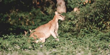 En wallaby känguru, dock inte den som är på rymmen i Skåne