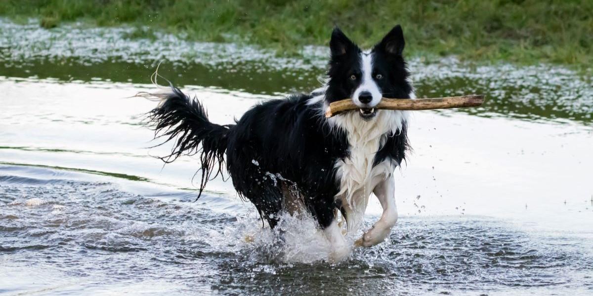 hundar som Border collie kräver mycket