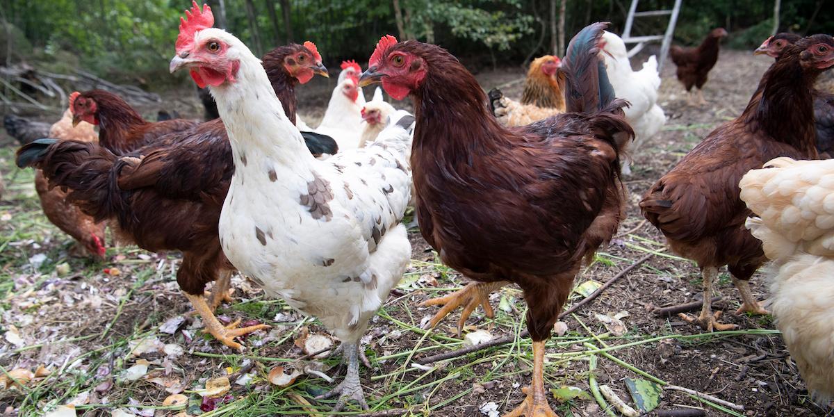 Hönor i en hönsgård. Två hundar på rymmen tog sig natten till söndagen in i en hönsgård i Kungsäter och dödade flera ankor och hönor, dock inte hönorna på bilden