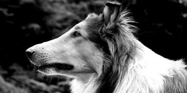 Hunden Pal som Lassie i filmen Lassie på äventyr från 1943, kanske en av de mest kända rollerna för hundar och som har spelats av flera andra efter Pal