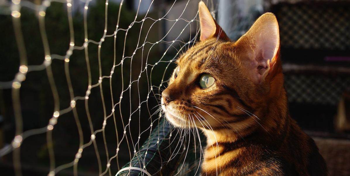 En katt sitter i ett kattstall. Det finns några saker du kan göra för att underlätta för ditt husdjur när du är bortrest och måste lämna det till ett djurhem eller en djurvakt, här är några tips