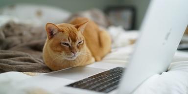 En katt tittar på en datorskärm. På Youtube finns det en massa filmer anpassade för katter, men är det bra för katten att titta på dem?