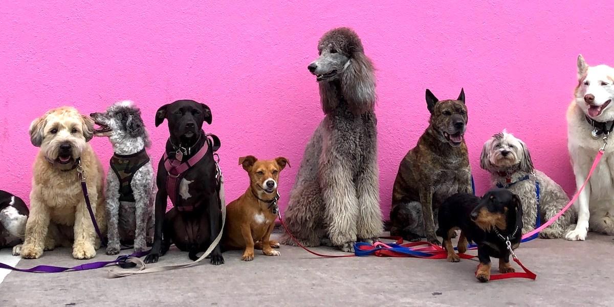 Flera hundar av olika raser sitter på rad. Här är en massa spännande fakta om hundar, du kan kanske lära dig någonting nytt om din hund
