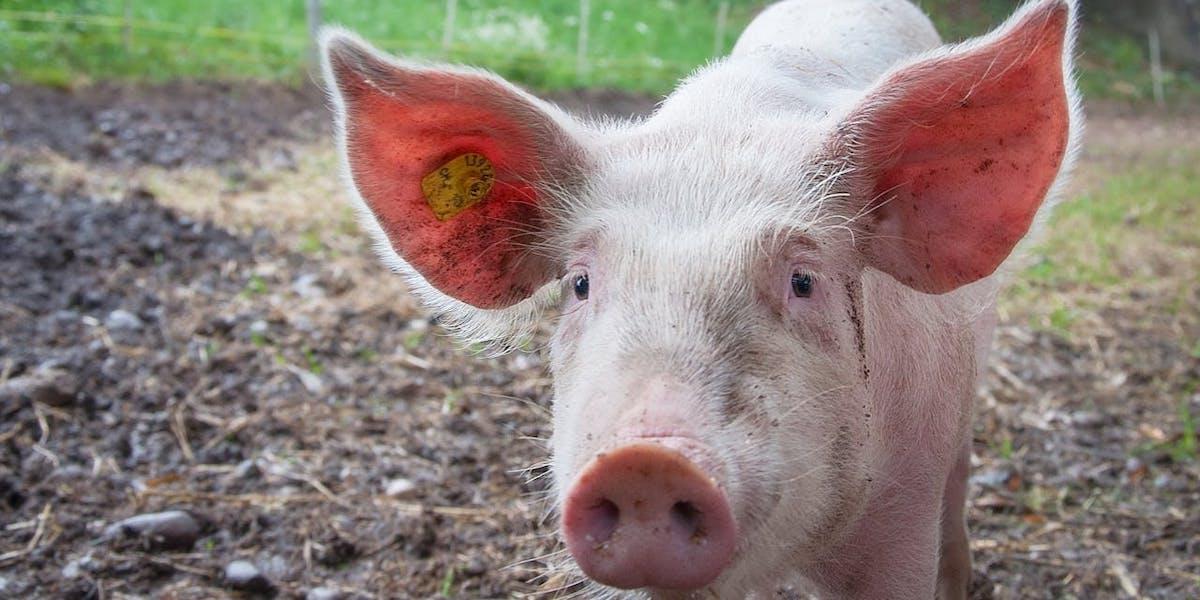 En gris. Djurrättsorganisationen PETA tycker att det är fel att använda levande, kännande grisar som producenter av organ för transplantation till människor