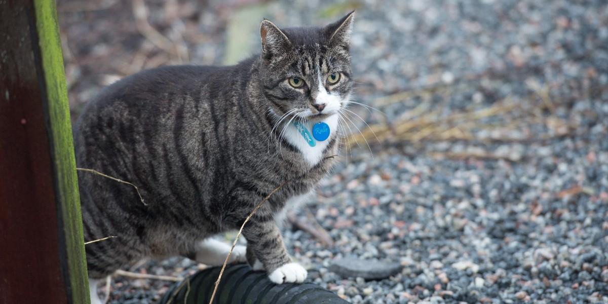 Så lever din katt sitt bästa liv