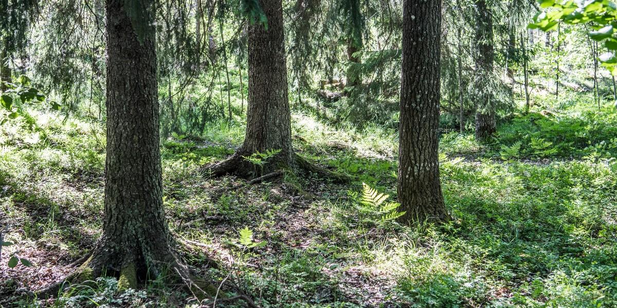 Barn gjorde makabert fynd – påse med döda hundvalpar