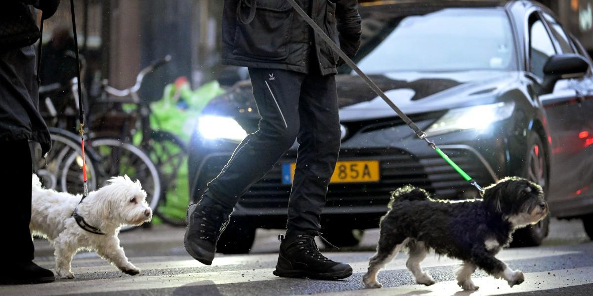 Allt fler skaffar hund i Stockholm