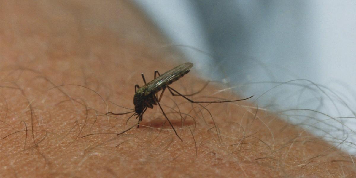 8 tips: Så slipper du mygg i sommar