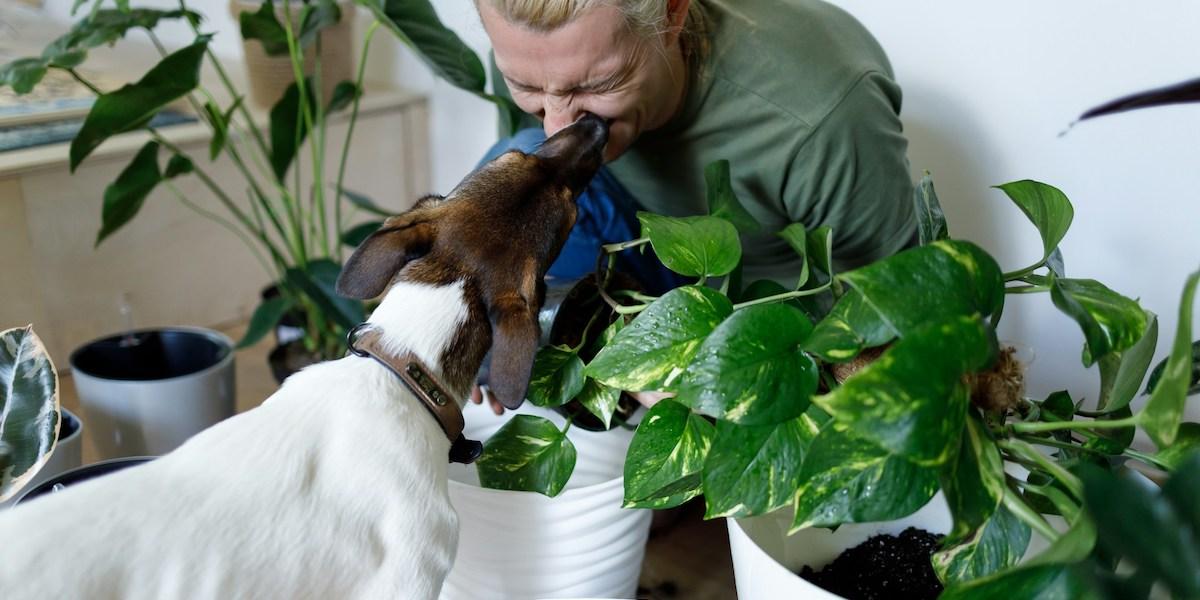 En hund nosar på matte som sitter bland krukväxter. Alla krukväxter är inte säkra för din hund, men här är fem som är det