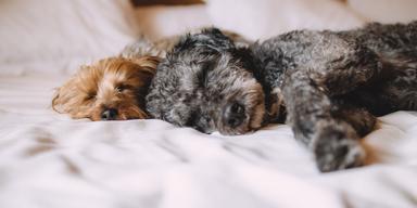Två sovande hundar. Vad vet vetenskapen om hur hundar drömmer? Forskare vet så klart inte allt, men de vet en del.