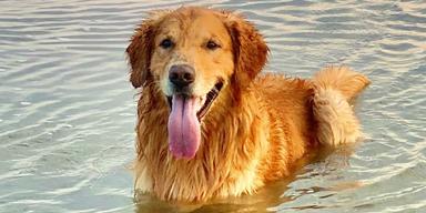 En hund ligger i vattnet