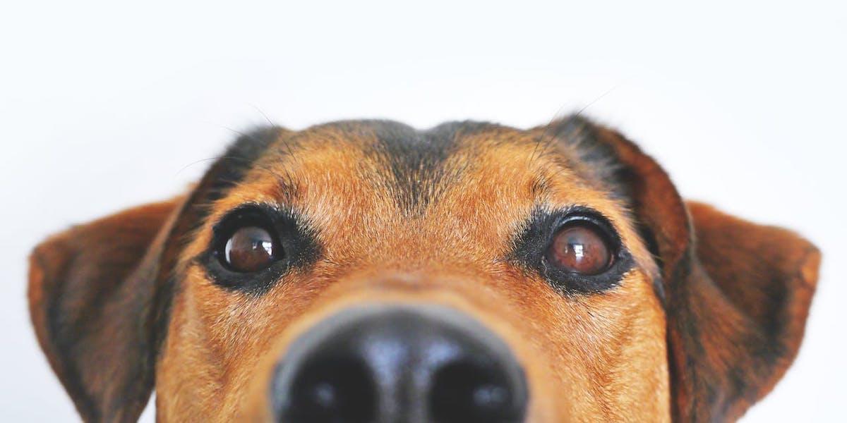 En hund tittar in i kameran. Ett nyblivet pensionärspar i New York funderar på om de ska skaffa hund, och de tycker lite olika om saken. Här är vad de tycker