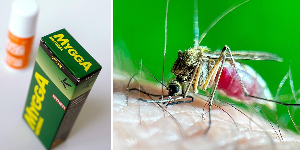 Myggmedel till vänster och en mygga som sticker, till höger. Vanliga myggmedel innehåller DEET, som är klassat som bekämpningsmedel och kan irritera huden. Här ger en myggforskare tips på några naturliga myggbekämpare