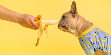En hund erbjuds en banan. Många hundar tycker om bananer och en veterinär menar att våra hundar mår bra av att äta naturlig mat som frukt och grönsaker
