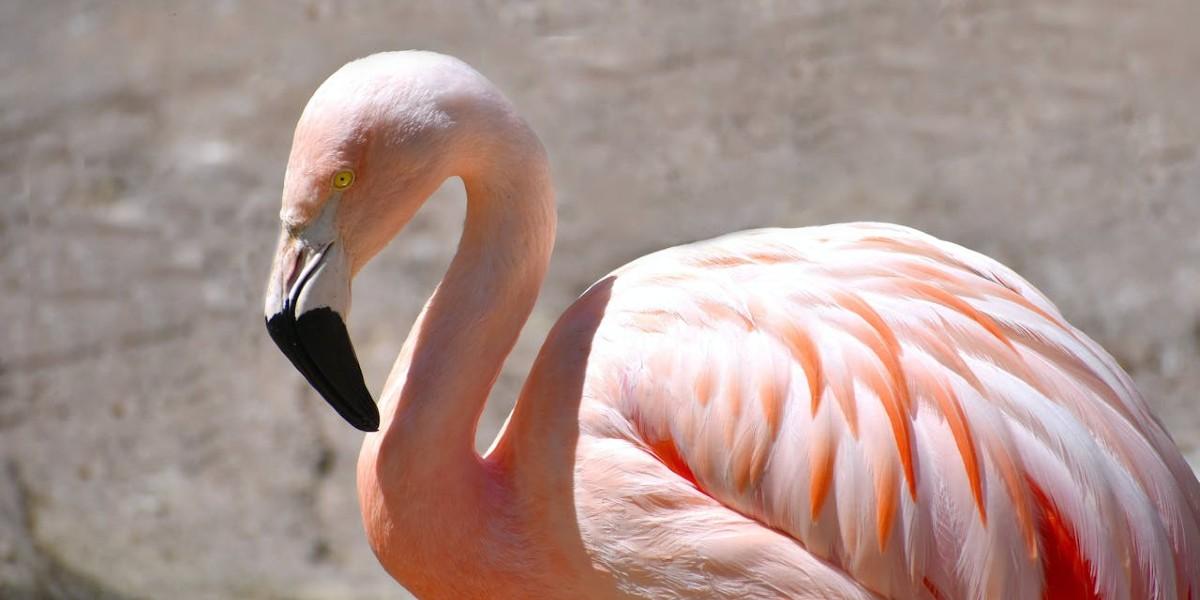 Flamingoterapi