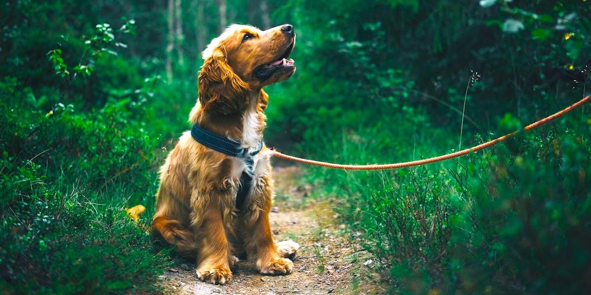 En hund med koppel sitter i skogen. Mellan den 1 mars och den 20 augusti bör hundar hållas kopplade när de är ute i naturen där det finns vilda djur