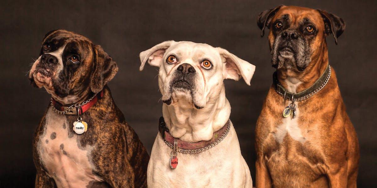 Tre hundar. De senaste sex åren har samma tre hundnamn varit de allra mest populära