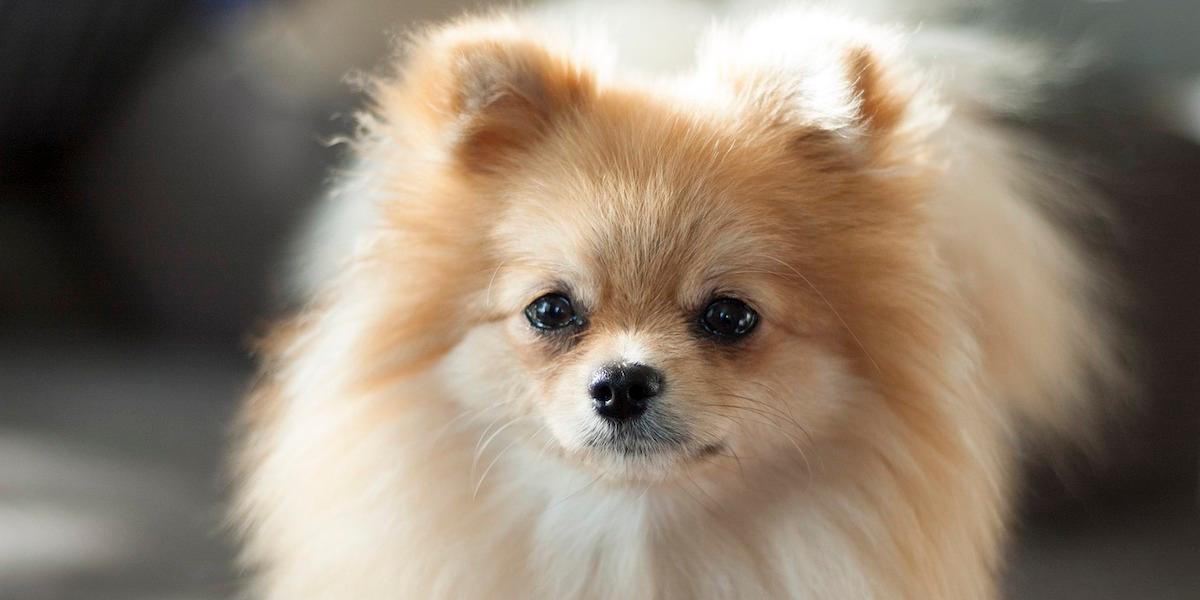 En hund av rasen pomeranian. Undvik att köpa en smuggelhund, smugglarna specialicerar sig ofta på små, populära och dyra hundraser, som exempelvis pomeranian