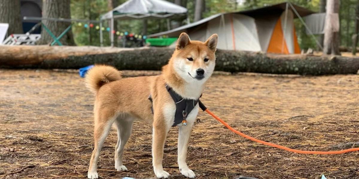 En hund på en campingplats. Det finns riktigt många hundvänliga campingplatser i Sverige, vi har listat 121 av dem