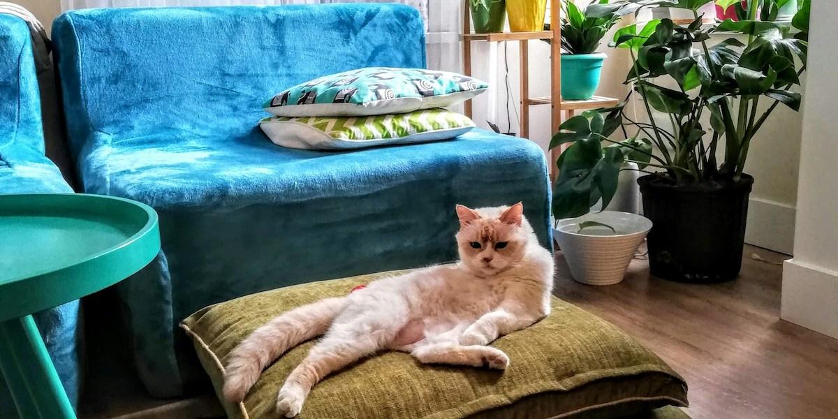 En katt ligger på en mjuk fotpall framför en soffa. En ny studie visar att våra husdjur påverkar vår heminredning
