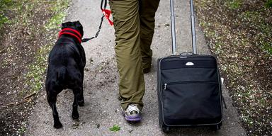 På väg med hunden och resväskan.