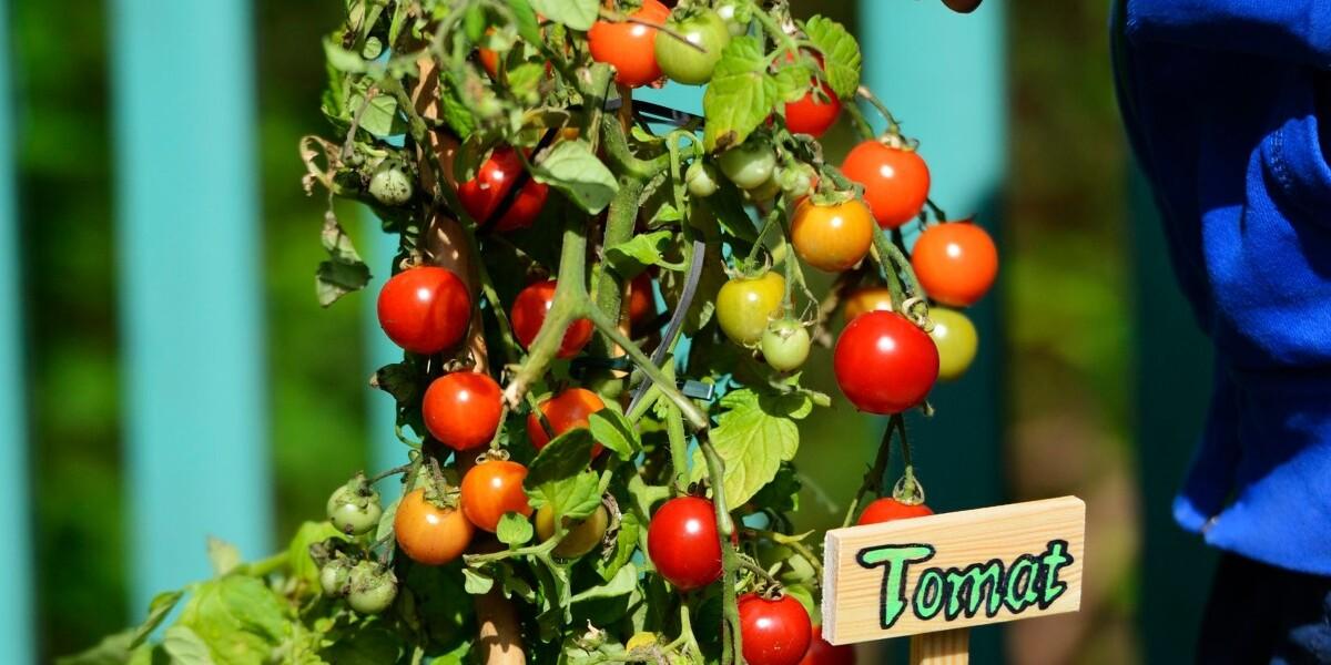 tomatplantor