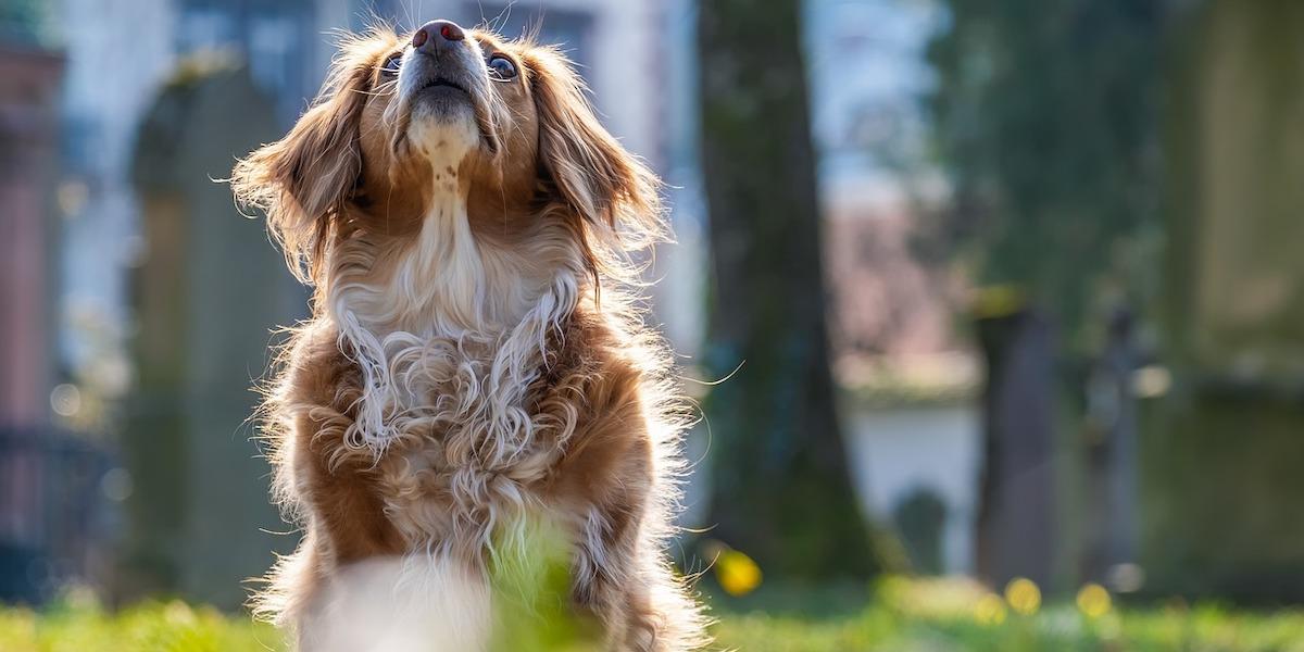 En hund luktar på luften. Luktsinnet är väldigt viktigt för hundar och en doft som vi tycker luktar gott kan vara obehaglig för en hund. Djurskyddsorganisationen RSPCA tycker att parfym för hundar bör undvikas