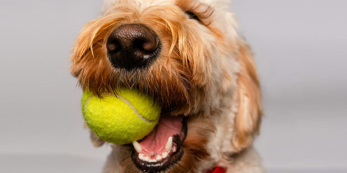 En hund med en tennisboll i munnen. Tennisbollar utgör en hälsofara för din hund