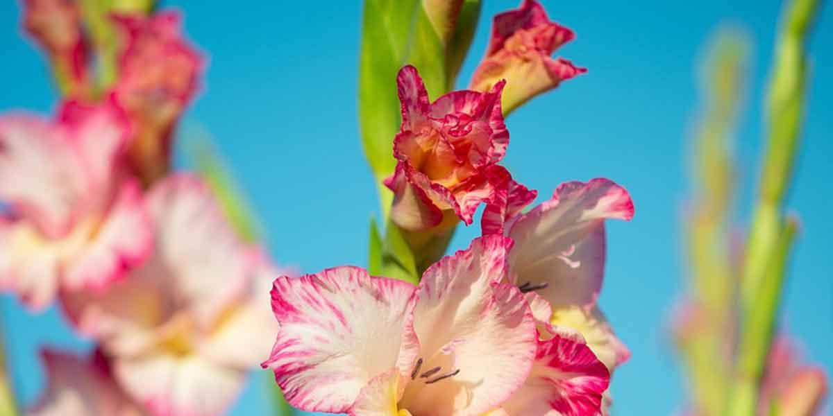 Gladiolus