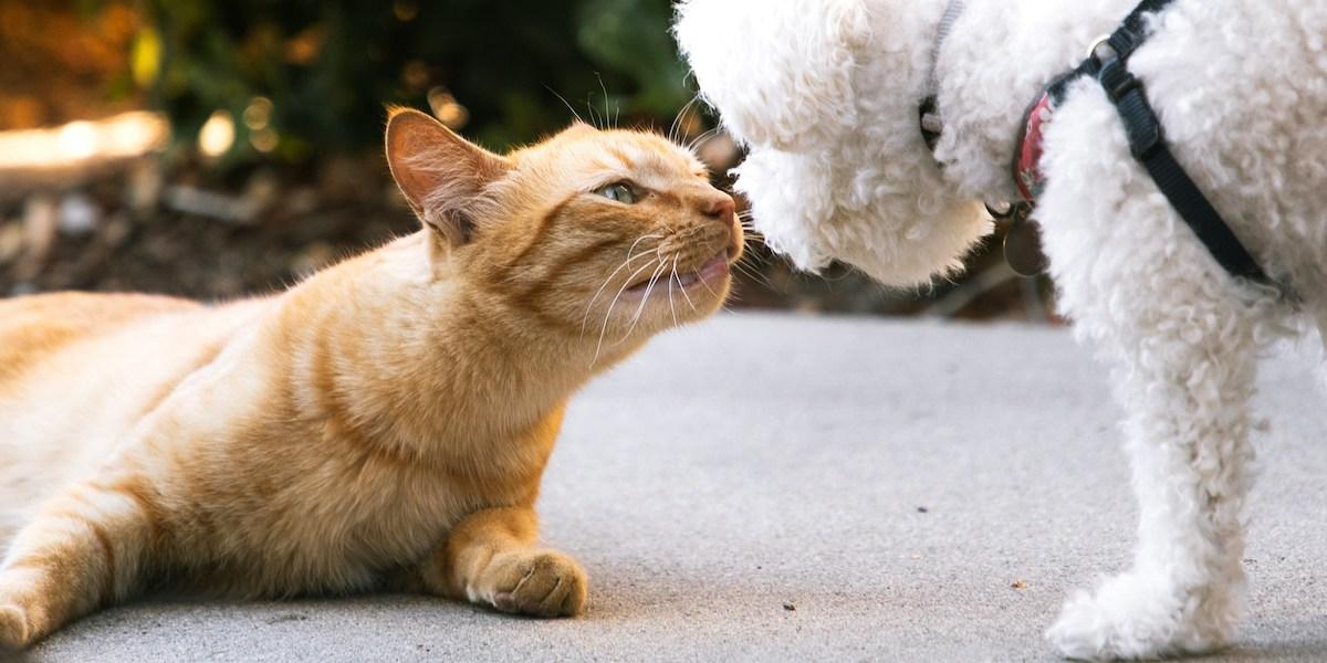 En katt och en hund nosar på varandra. För att introducera katter och hundar som inte känner varandra behövs mycket planering och uppmärksamhet men gör du på rätt sätt kan de bli goda vänner.