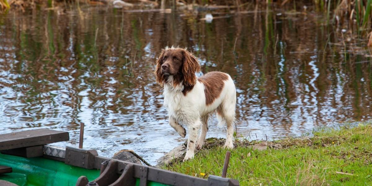 Herrelös hund