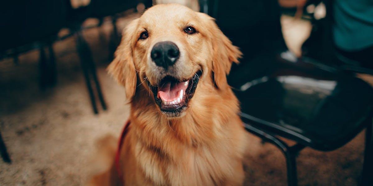 En hund tittar in i kameran. Forskare vill ta reda på om hundar kan kommunicera med människor med hjälp av tryckknappsenheter med förinspelade ord.