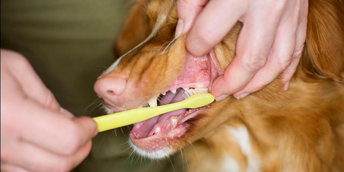 En hund får tänderna borstade. Det är viktigt att borsta tänderna på ditt husdjur och det finns tandborstar som är anpassade för hund och katt