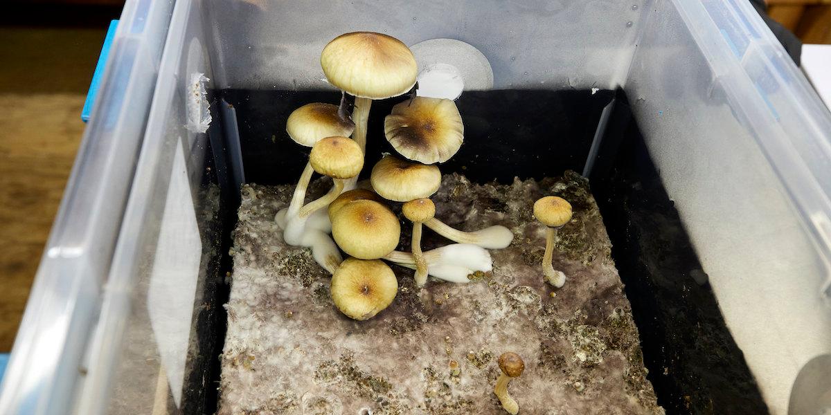 Magiska svampar med psilocybin i en odlingslåda i Springfield, Oregon, USA.