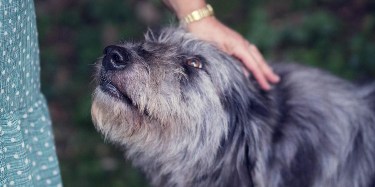 En kvinna klappar en hund. Ha tålamod med din äldre hund och glöm inte bort att spendera tid med den. (Foto: Unsplash)