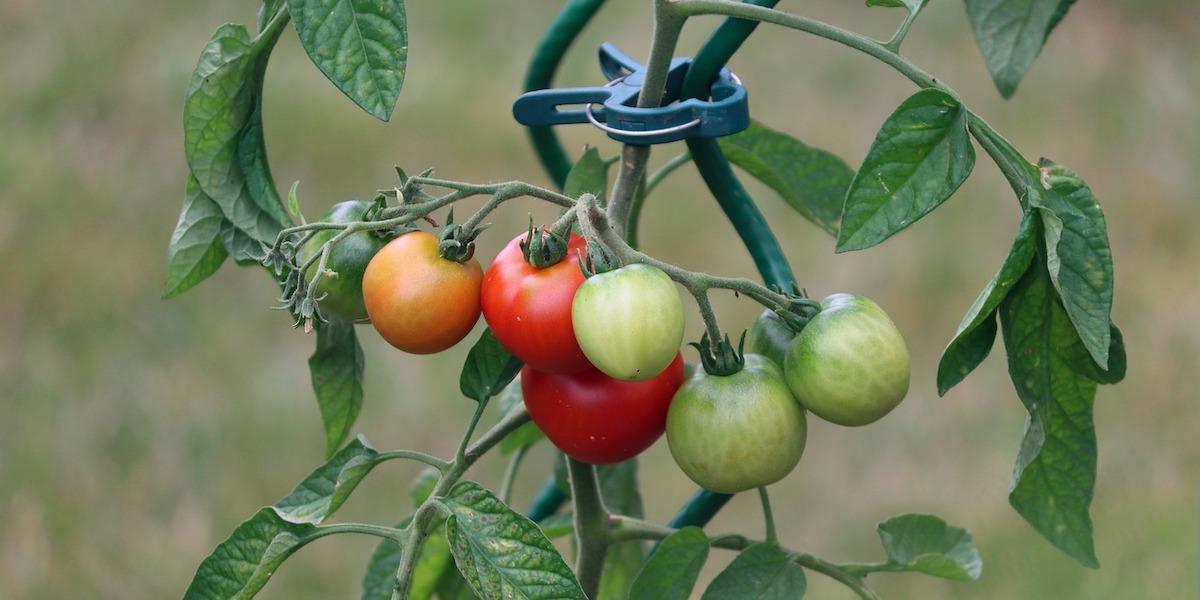 Mogna och omogna tomater på en tomatplanta. Du kan få dina gröna tomater att mogna inomhus på flera olika sätt och nyckeln är inte solljus