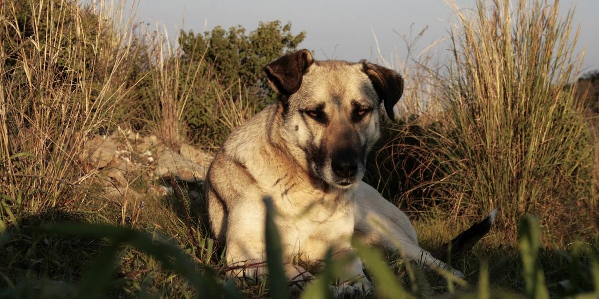 Herrelös hund