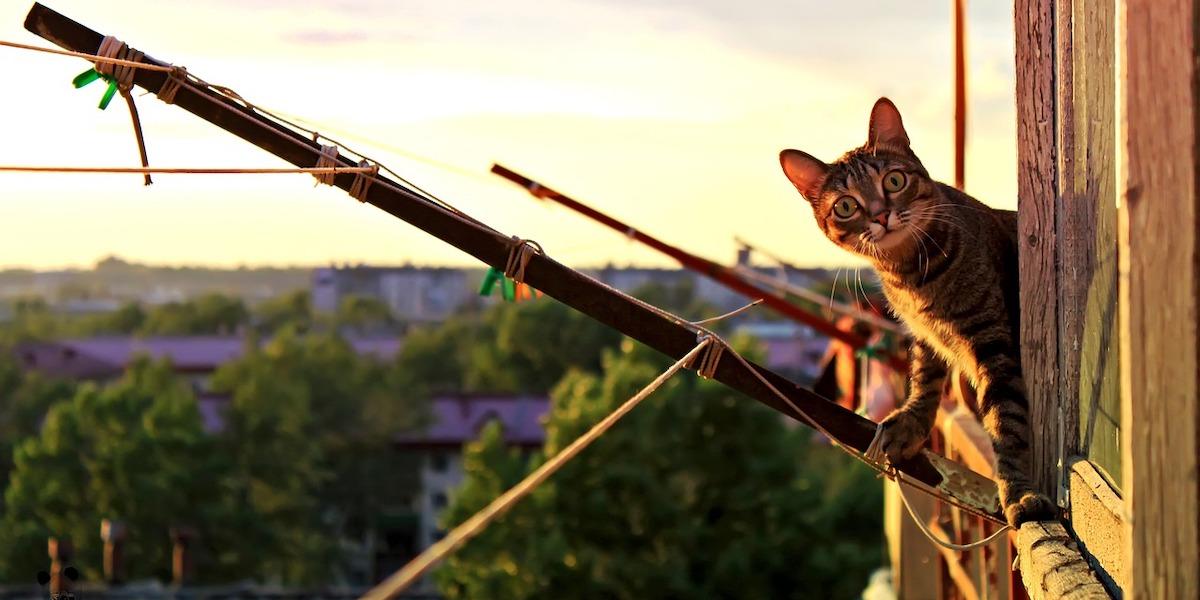 En katt på vift. Vill du veta vad din utekatt har för sig när den inte är hemma? Då kan du fästa en GPS-spårare på kattens halsband, det är en av alla tekniska prylar som finns för våra husdjur