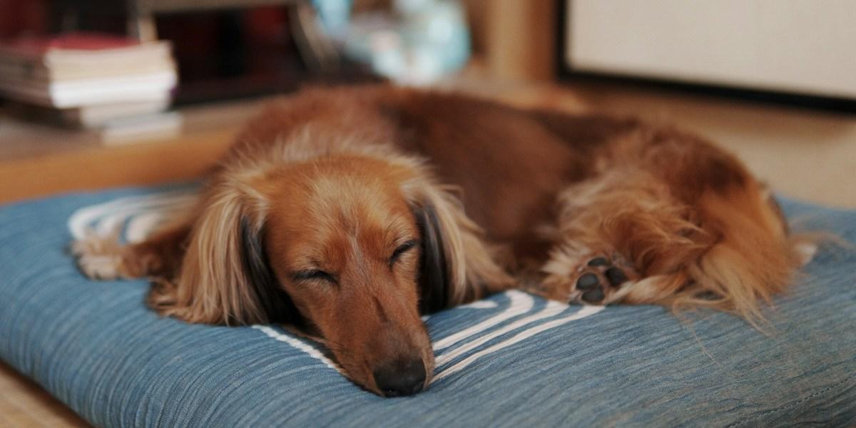 En sovande hund. Hundar kan både drömma glada, avslappnande drömmar och läskiga mardrömmar