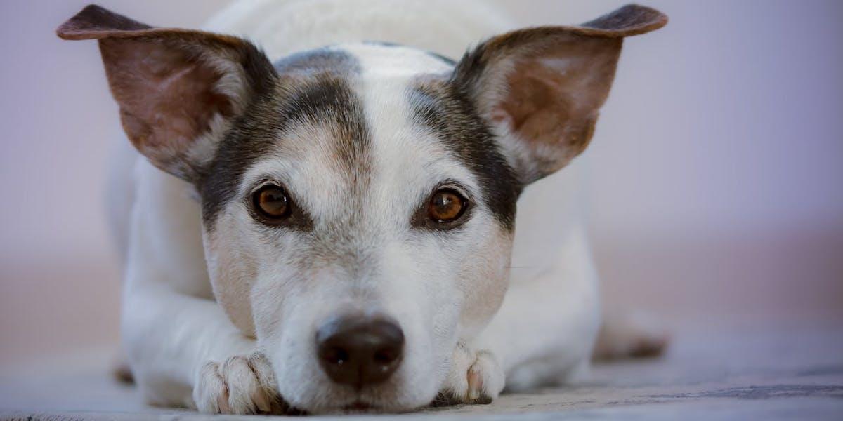 En hund tittar in i kameran. En filosof anser att hundar har svaret på människors existensiella frågor om meningen med livet.