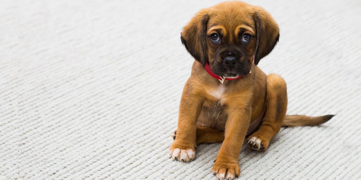 Det kan vara svårt att introducera en ny valp om du har en äldre hund, här ger en hundtränare några tips