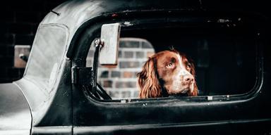 Cockerspaniels får lättare taurinbrist.