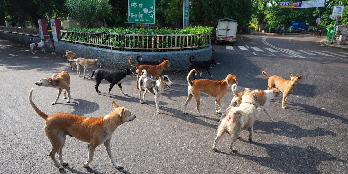 Gatuhundar in Prayagraj, Indien