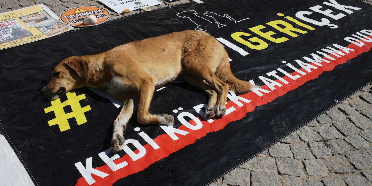 En herrelös hund vilar på en banderoll där det står "#dra tillbaka lagstiftningen" under en protest från djurrättsaktivister i Ankara, Turkiet, den 29 juli 2024