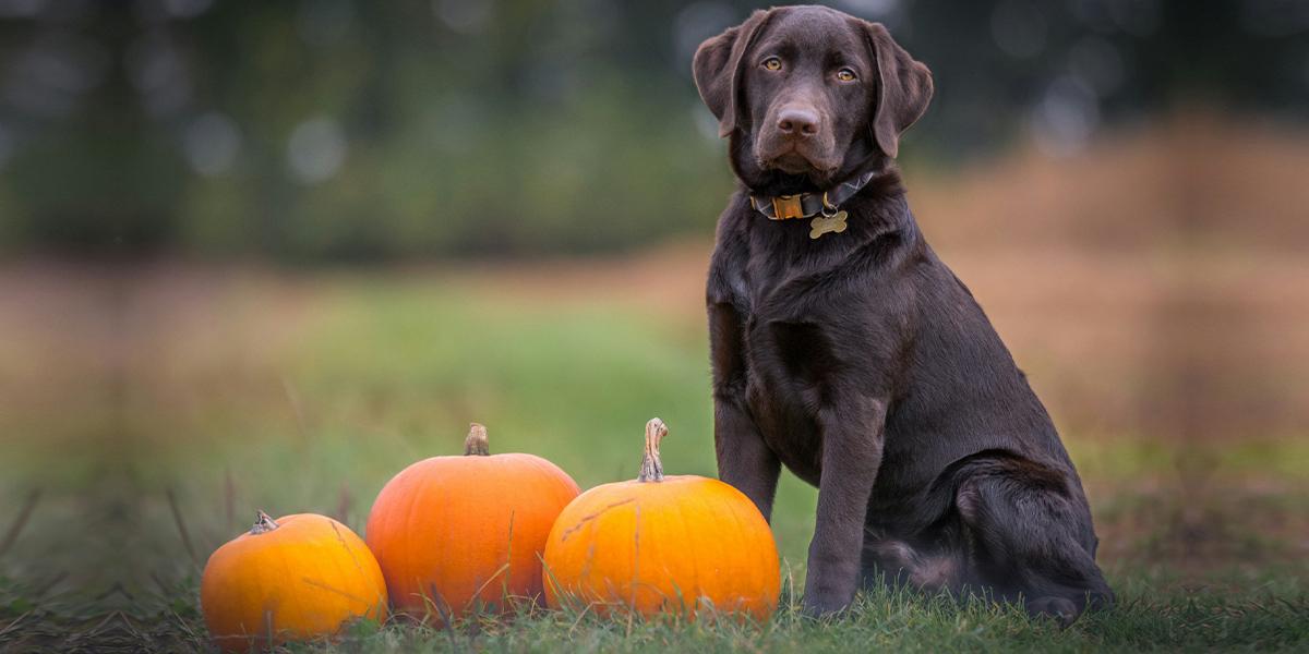 En hund och tre stora, brandgula pumpor. Pumpa är ett näringsrikt livsmedel, men kan hundar äta det?