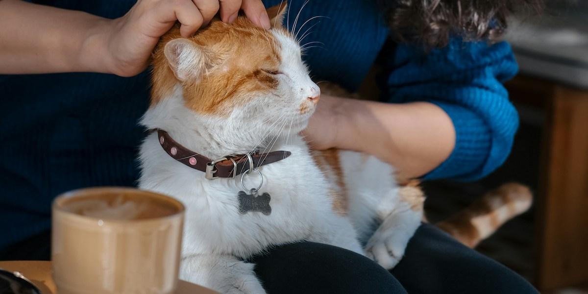 En kvinna fikar och klappar en katt. På Purrfect Café i Göteborg kan du mysa med katter samtidigt som du fikar, det är bra för katterna som kan få hjälp, men det är också bra för en del av kattkaféets besökare