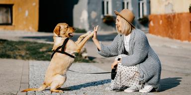 Hund åldras värdigt