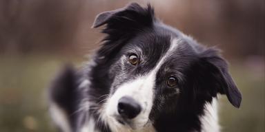 En border collie. Den svenska skogsbrandshunden Roy är en av få i världen som kan hitta glödar under marken. Det är inte Roy på bilden