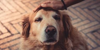 En gammal hund blir klappad. Black dog foundation är en fristad för gamla hundar som ingen vill ha eller ta hand om