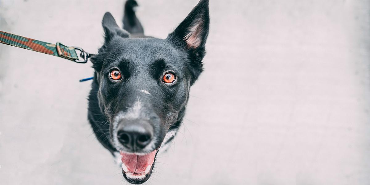 Din hund vet vad du gör och när du gör det. Hundägares rutiner hjälper enligt experter hundar att utveckla sina egna biologiska klockor